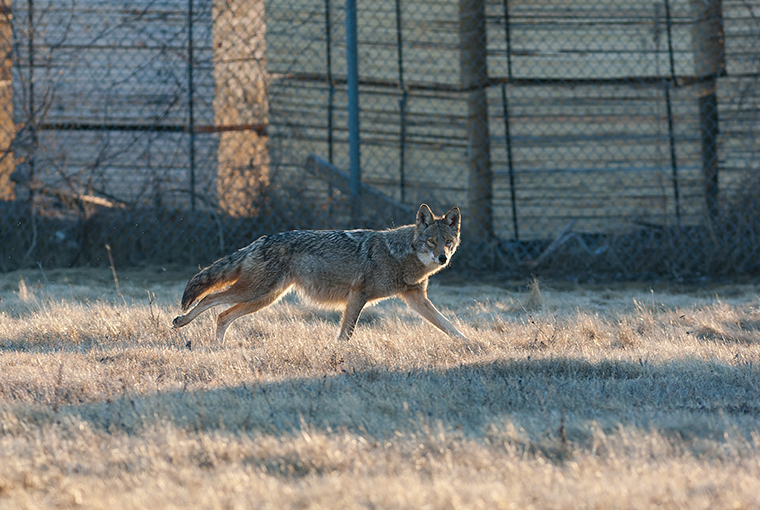coyotes