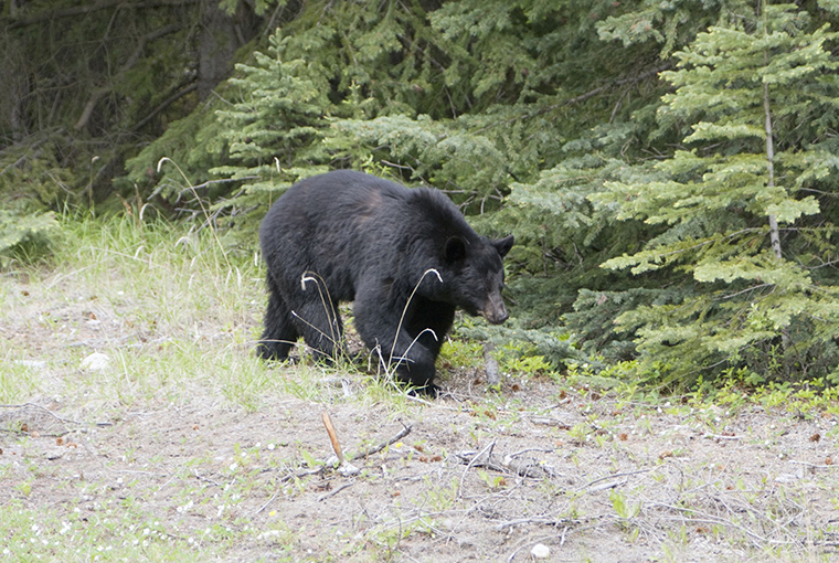 bear hunters