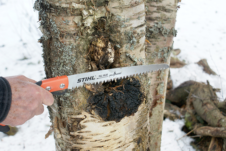 chaga
