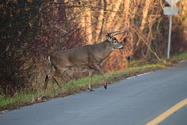 collisions with wildlife