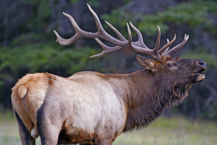 elk lowing