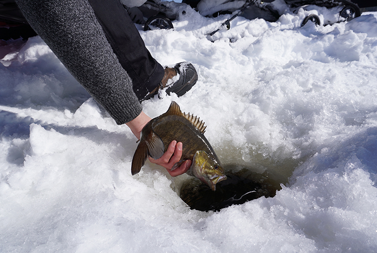 icing bass