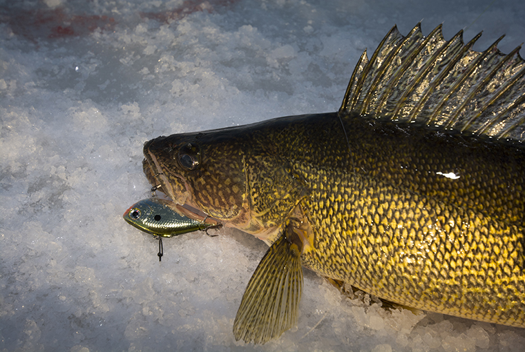 lipless crankbaits