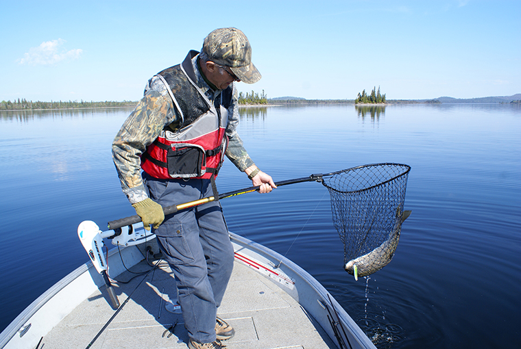 superior lake trout