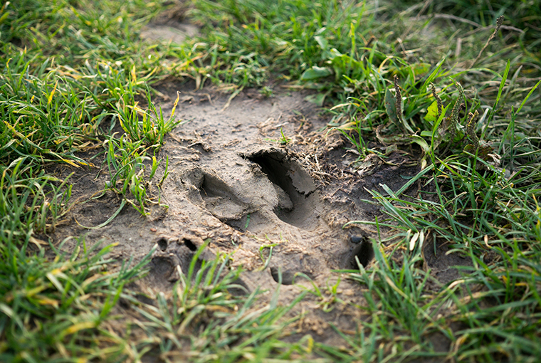 wild pigs tracks