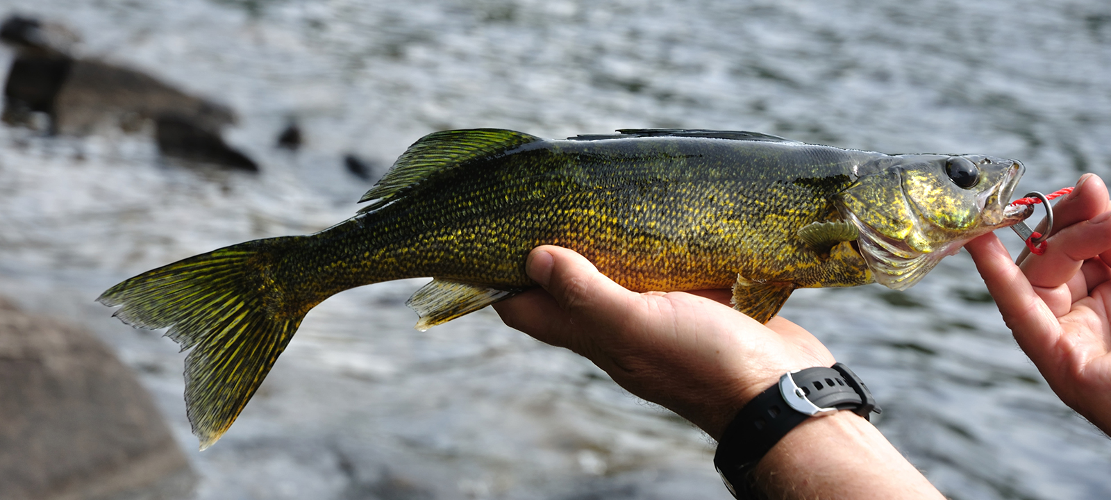 Walleye caught by an angler