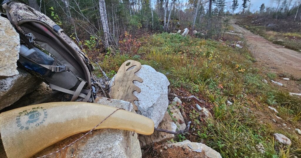 moose calling