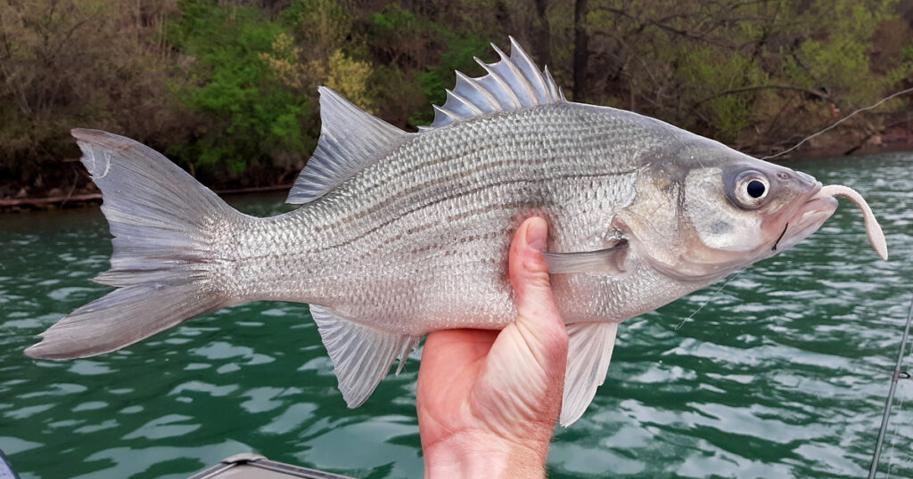 silver bass in the hand of an angler