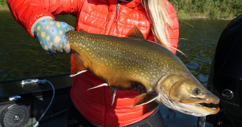 Trout flies