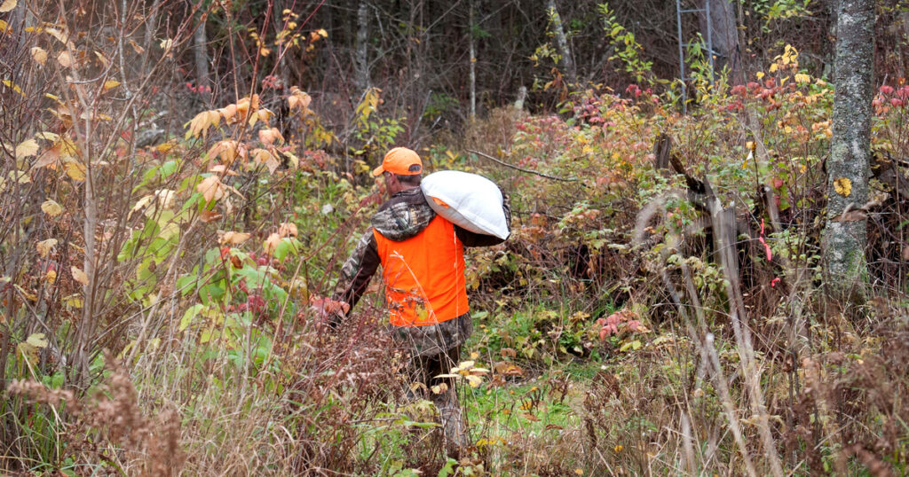 deer baiting