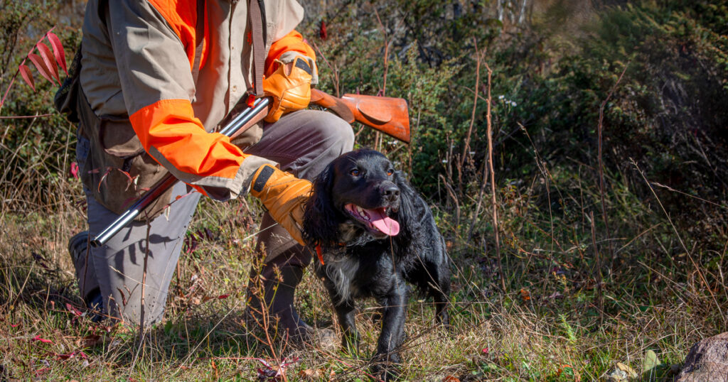 gun dog first aid