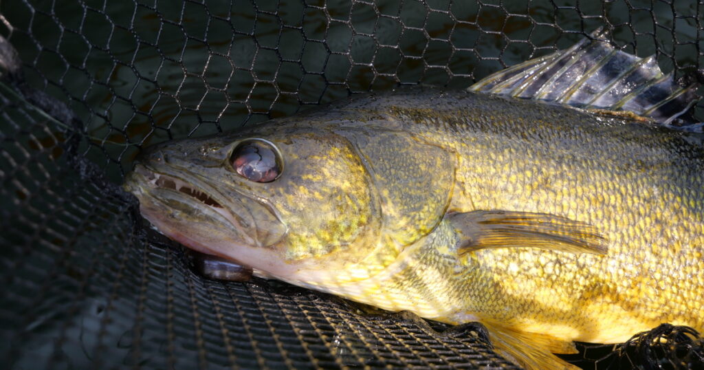 Walleye in a basket net, its golden scales shimmering in the sunlight