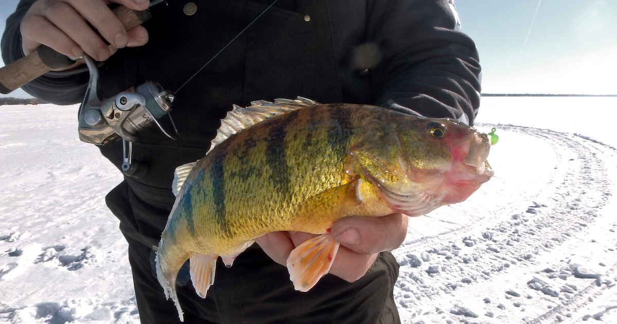 yellow perch