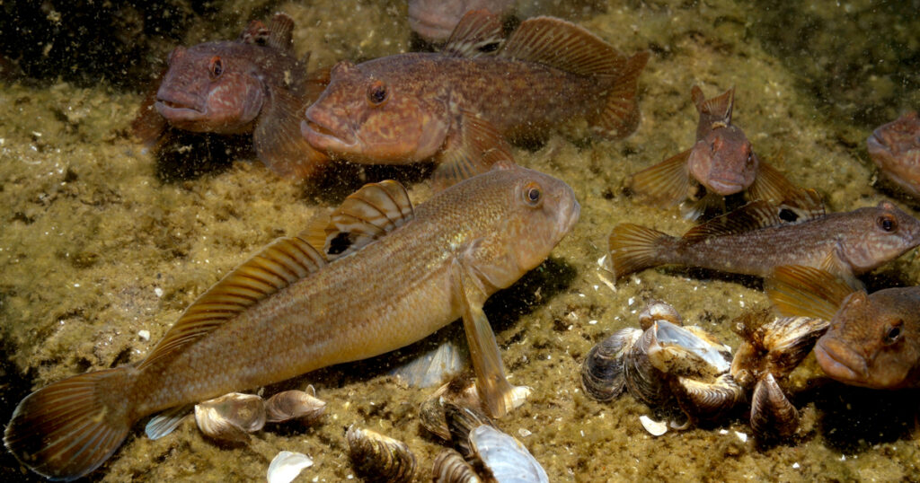 round goby