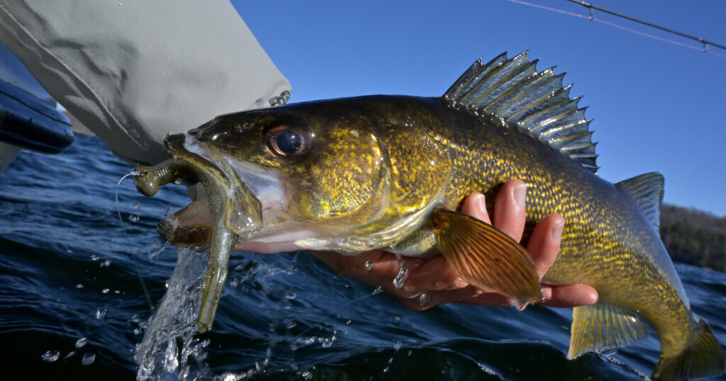 Coaxing walleye to bite in cool clear water