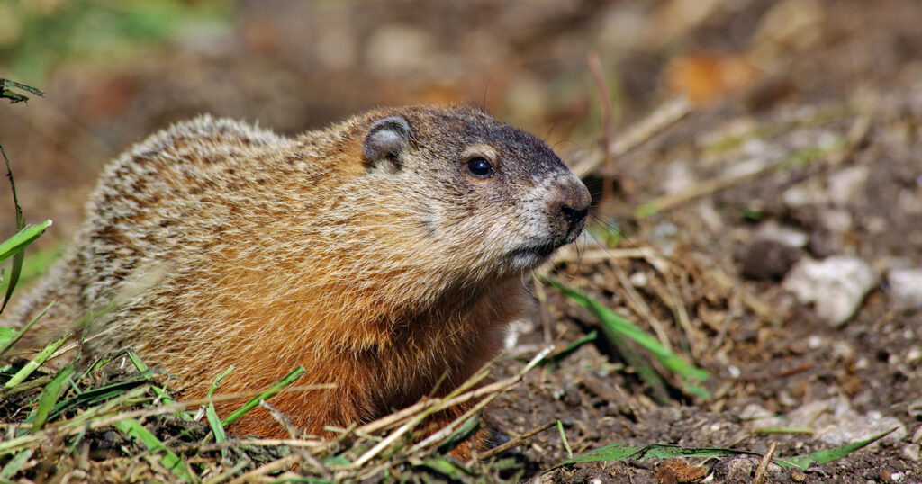 Groundhog day