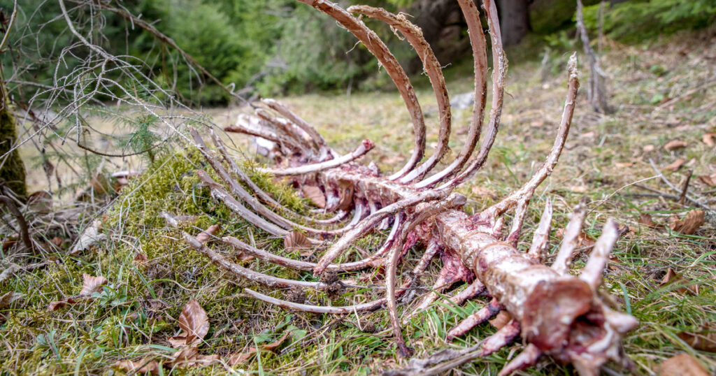 An animal rib cage, stripped of flesh, resting on moss-covered ground in a natural setting, possibly results of wild game carcass disposal