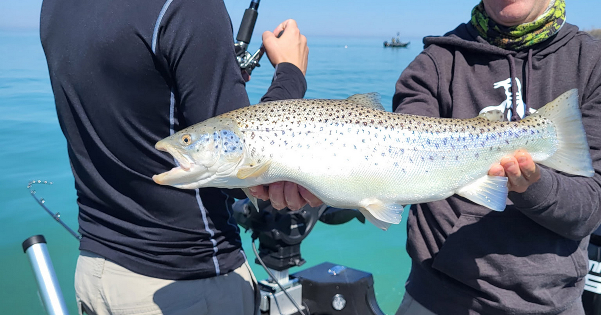 Ask an expert: trolling for brown trout
