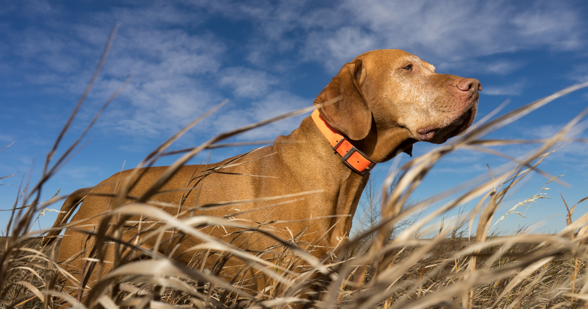 Ask a CO: On orange for dogs