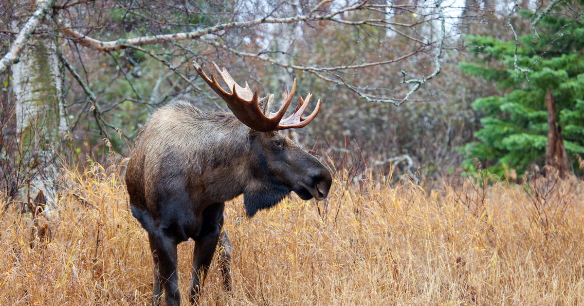 moose points