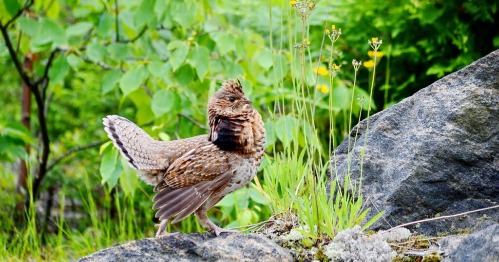 grouse on rocks