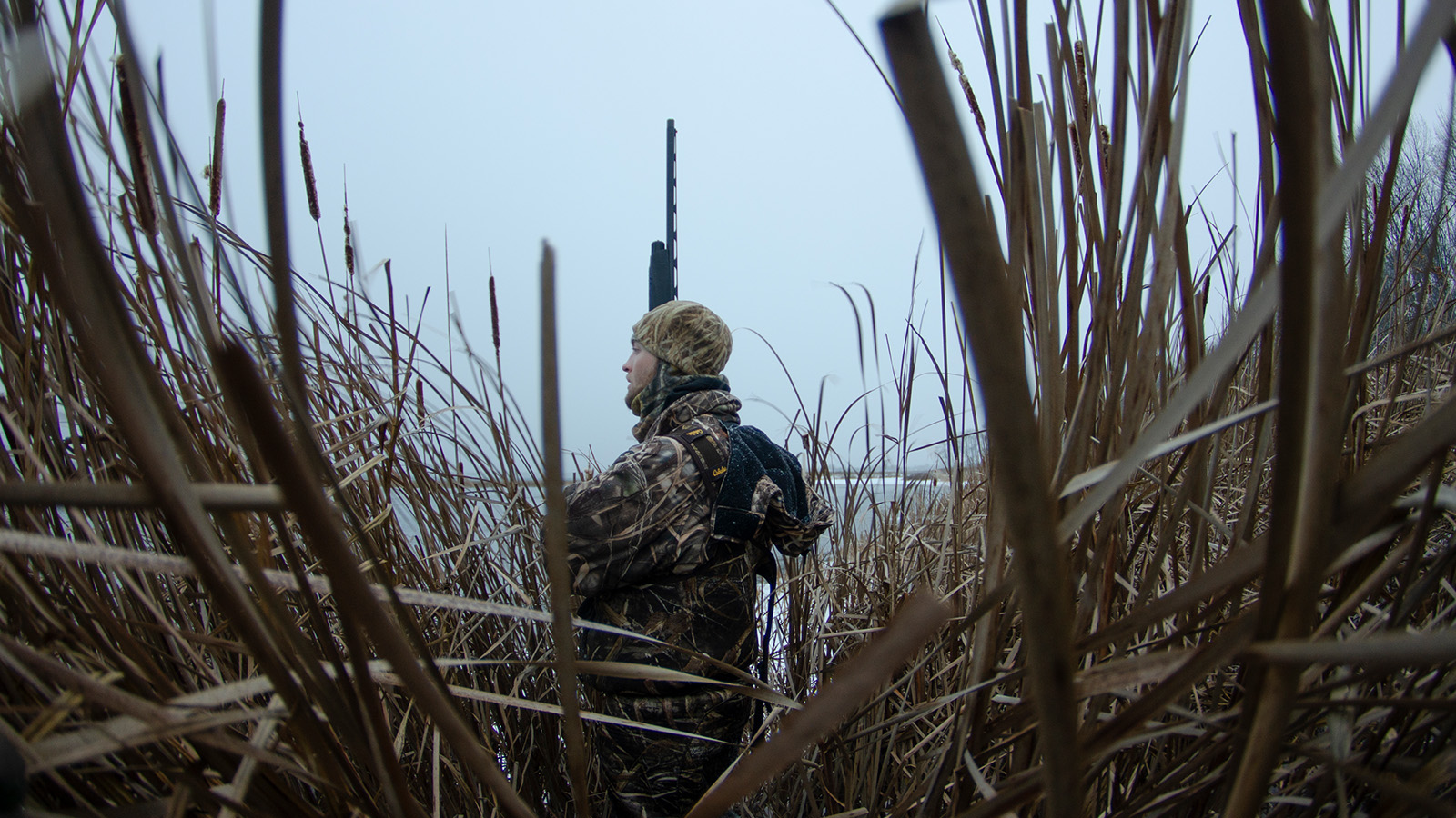 Waterfowl hunter in the cattails