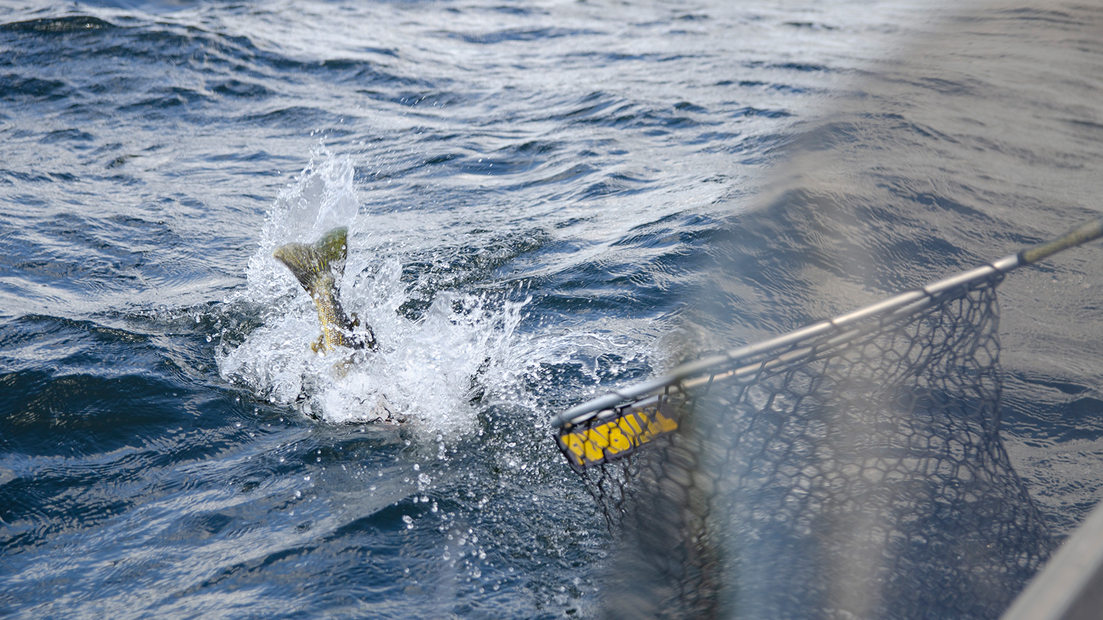 Fish being landed using a net