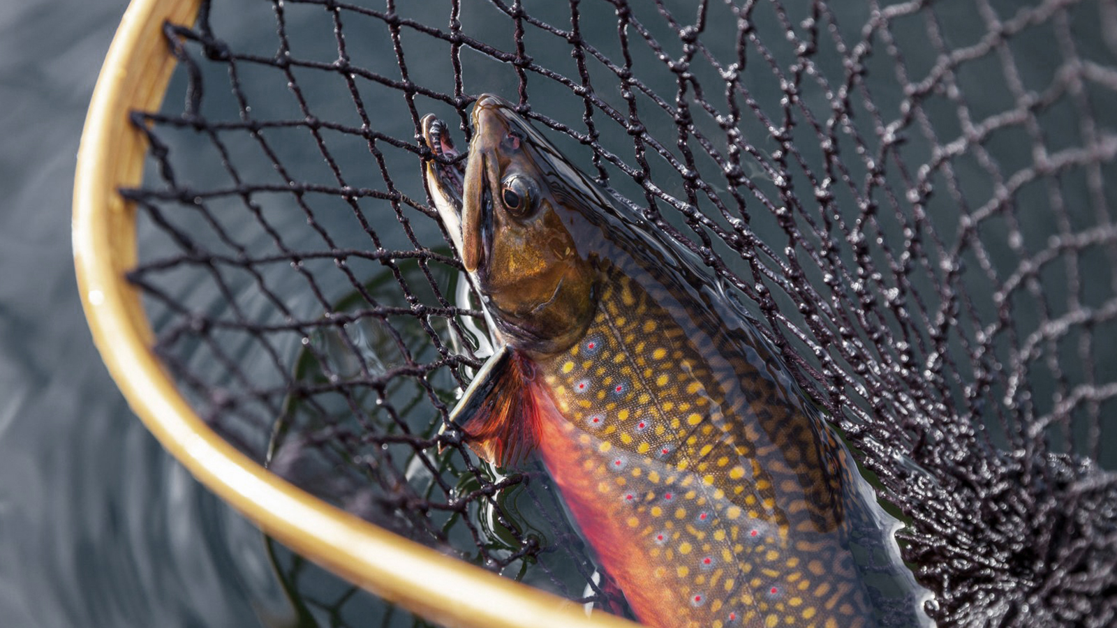 Brook Trout in Net