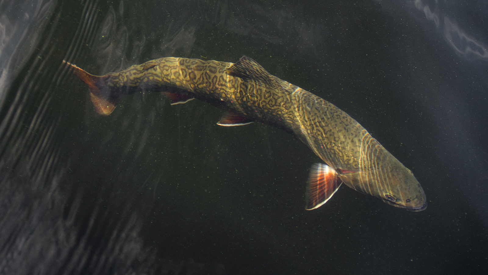 Brook Trout in the Water